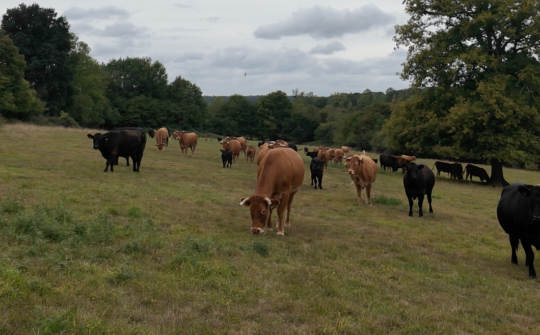Viande : le grand malentendu qui a failli ruiner ma santé